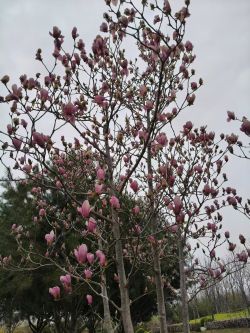 409db86be2dfccfef08939918f562b5a